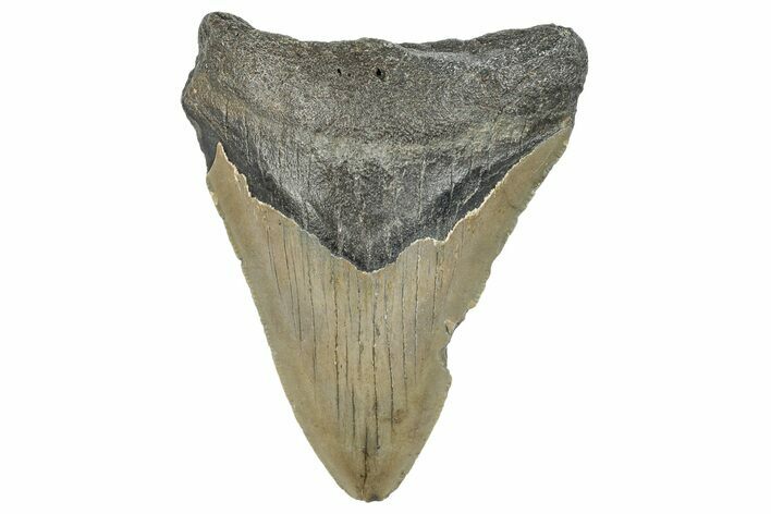 Serrated, Fossil Megalodon Tooth - North Carolina #295284